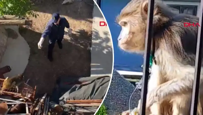 Muğla’da İlginç Anlar: Maymunlar Mahallede Koşuşturdu, Vatandaşlar Peşinden Gitti!