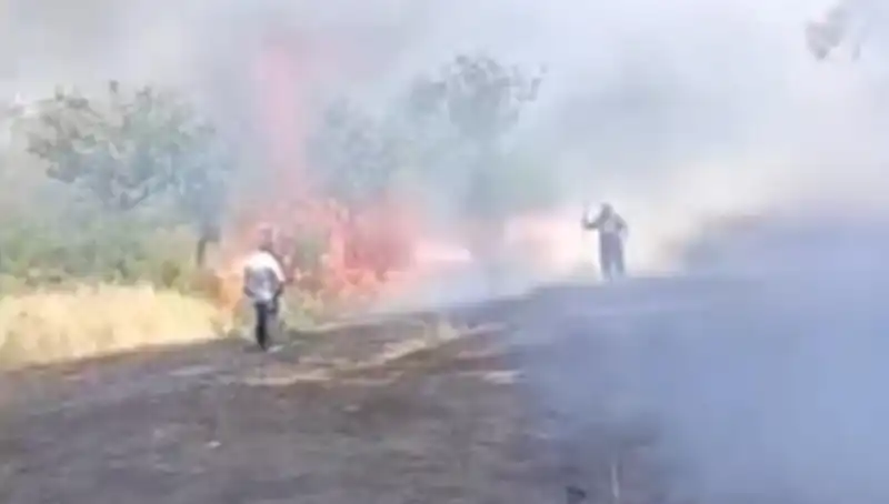 Çay Demlemek İçin Yakılan Ateş, Fıstık Ağaçlarını Küle Çevirdi!