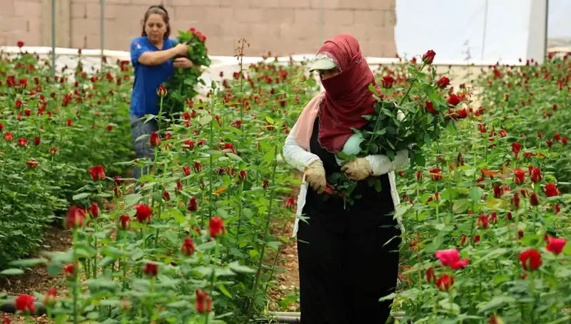 Anneler Günü’nde Gül Üreticileri İki Farklı İklimle Yarışıyor