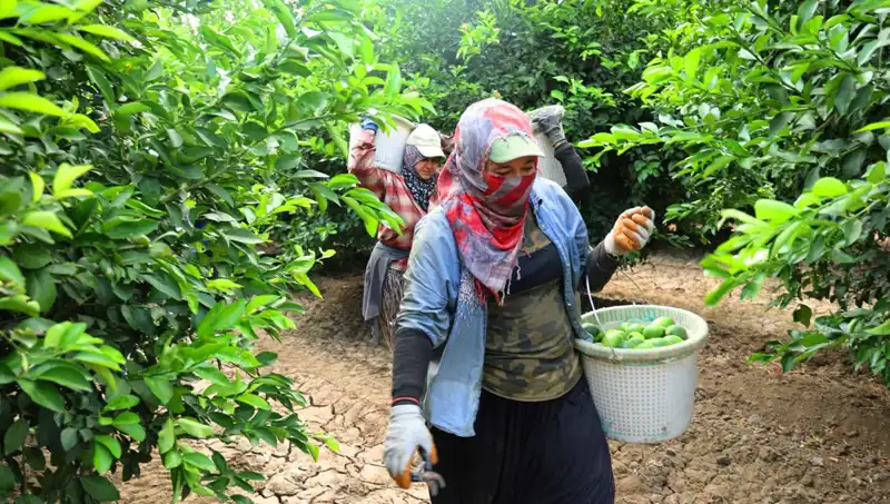 Markette Kilosu 150 Lirayı Aştı: Fiyatları Etkileyecek Yeni Hasat Başladı