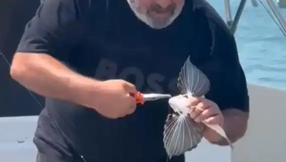 Saros Koyu'nda Nadir Görülen Kırlangıç Balığı Oltaya Takıldı