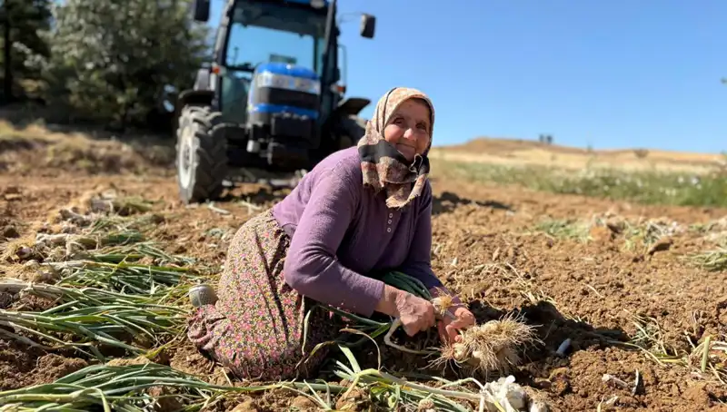 Dünya Genelinde Talep Gören Selenyum Zengini Bitki: 1200 Liraya Tarladan Toplanıyor
