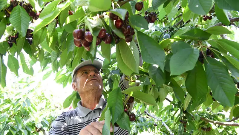 Lapseki’nin Dev İncisi: Çay Bardağına Sığmayan Karpuz Rekoru