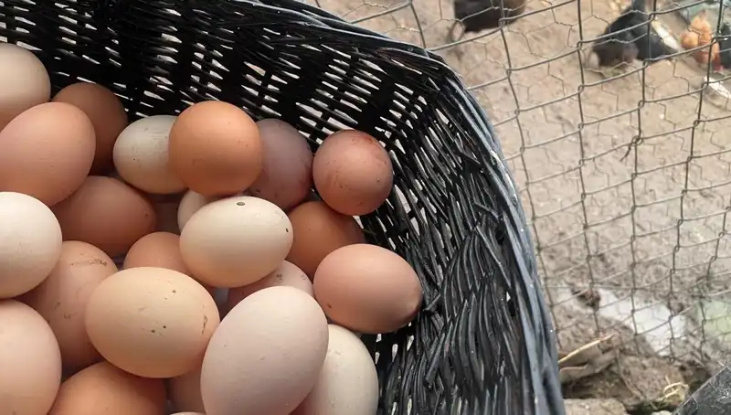 Okulların Açılmasıyla Mayıs Çukurundan Kurtulmanın Yolu: En Ucuz Protein