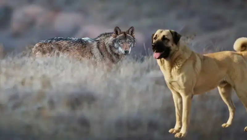 Kangal Köpeğine Artan Talep: Kurt Popülasyonundaki Yükselişin Ardındaki Sebep