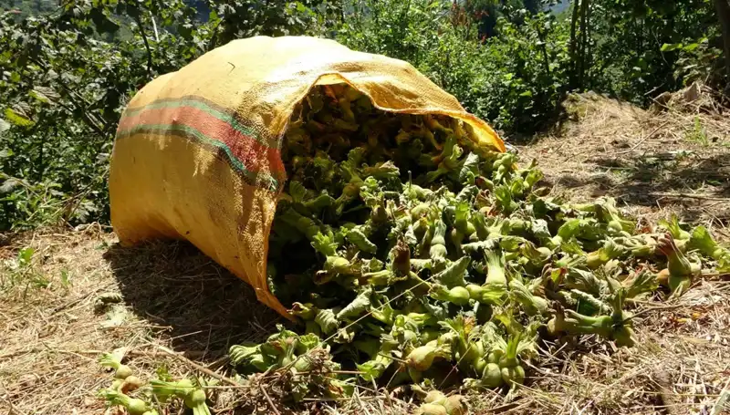 Giresun'da Fındık Hasadı Başladı: Üreticiler İçin Umut Verici Bir Sezon