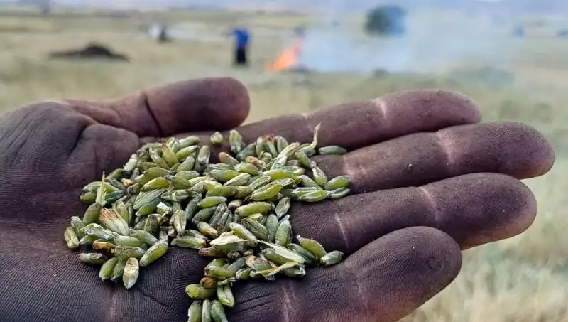 Firik Sezonu Başladı: Bu Lezzetli Tahılın Faydalarını Keşfedin!