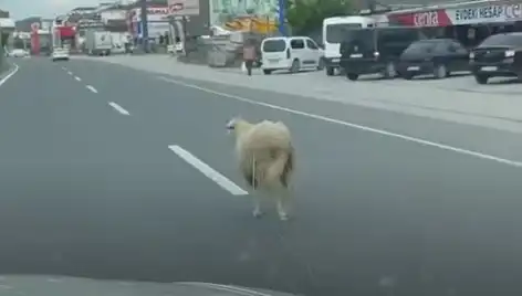 Yalova'da Kaçan Kurbanlıklar Trafiği Felç Etti: O Anlar Kameralara Yansıdı