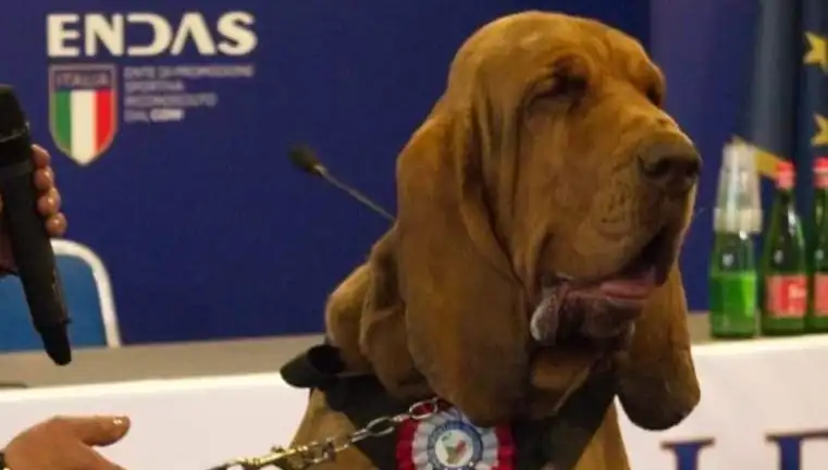 Arama Köpeği Suikastı: Çivili Sosisle Öldürüldü, Hayvanseverleri Şok Etti