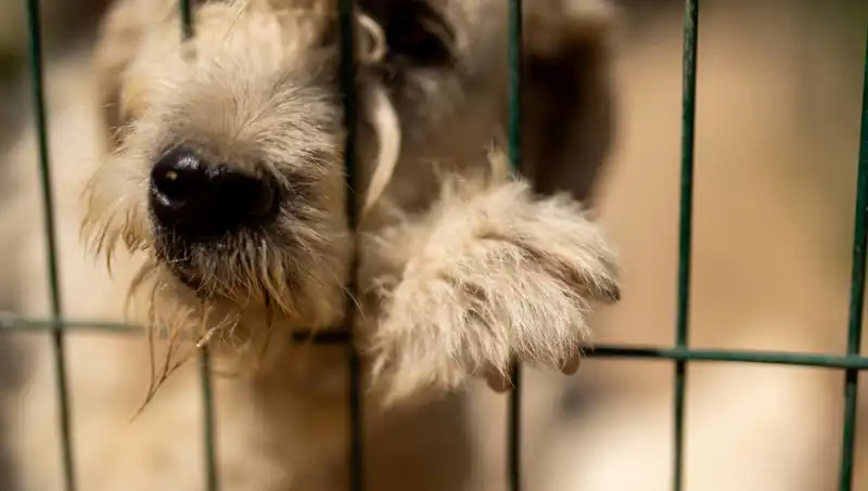 İş Stresiyle Mücadelede Köpeklerin Rolü: Sağlık ve Mutluluğun Anahtarı