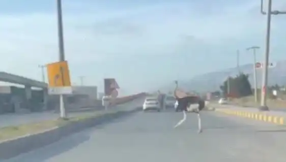 Trafikte Deve Kuşu Görüntüleri Şaşırttı: Yolda Ne Oluyor?
