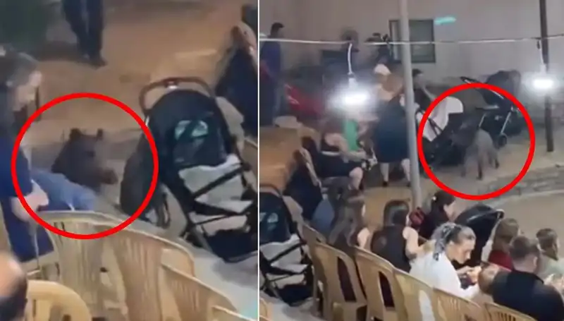 Yaban Domuzu, Düğün Törenini Alt Üst Etti!