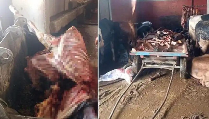 Adana'da Şok! 2,5 Ton At Eti Ele Geçirildi ve 4 At Kurtarıldı