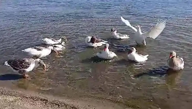 Denizde Yüzdükleri İçin Şikayet Edilen Kazların Sonrası Ne Olacak?