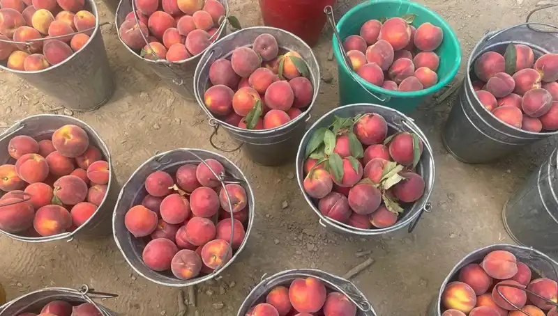 Hasat Zamanı: Çiftçiler 100 Lira Kilogram Fiyatıyla Gülüyor!