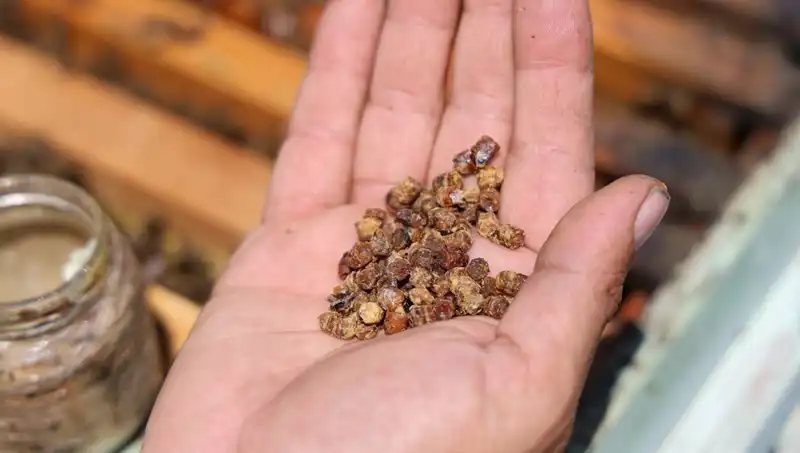 Eskiden Çöpe Giderdi, Şimdi Kilosu 3 Bin TL Olan Protein Zengini Ürün