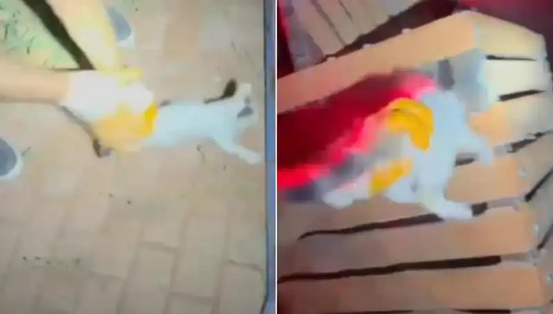 Gece Yarısı İtfaiye Operasyonu: Yüksek Ağacın Tepesindeki Kedi Kurtarıldı