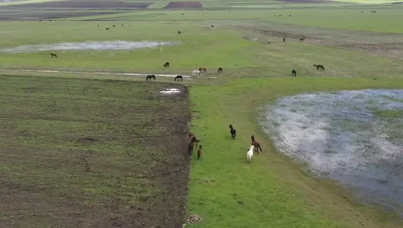 Kars'ın Doğasında Yılkı Atlarının Şaşırtıcı Görüntüleri Ortaya Çıktı